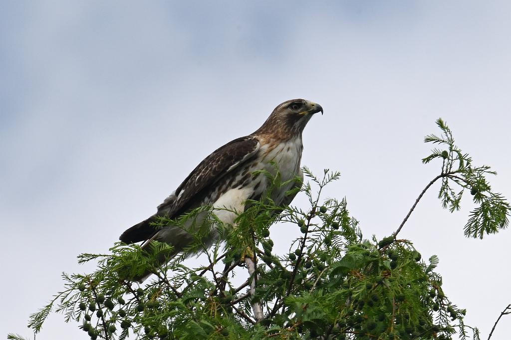 2025-06018828b Acton Arboretum, MA.JPG - Red-tailed Hawk. Acton Arboretum, MA, 6-1-2025